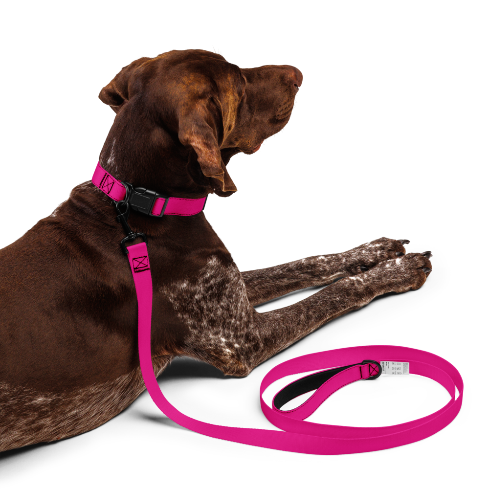 Pet collar & leash