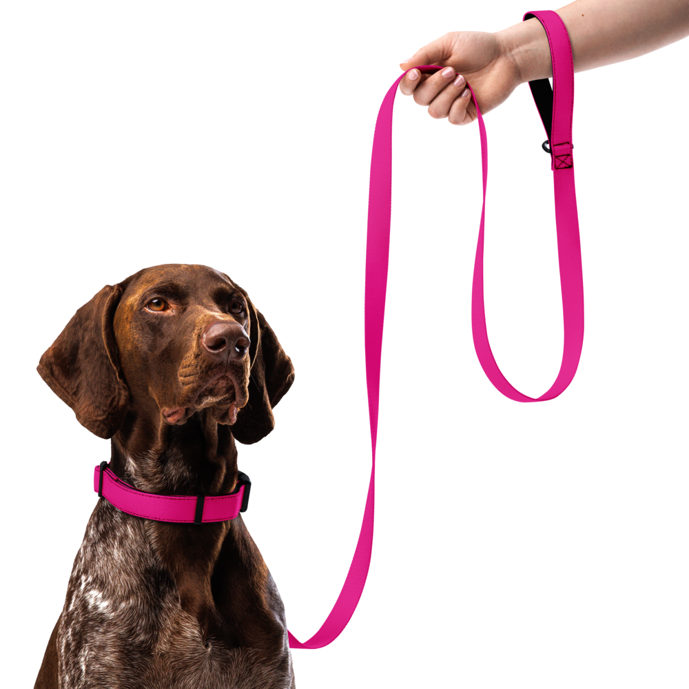 Pet collar & leash
