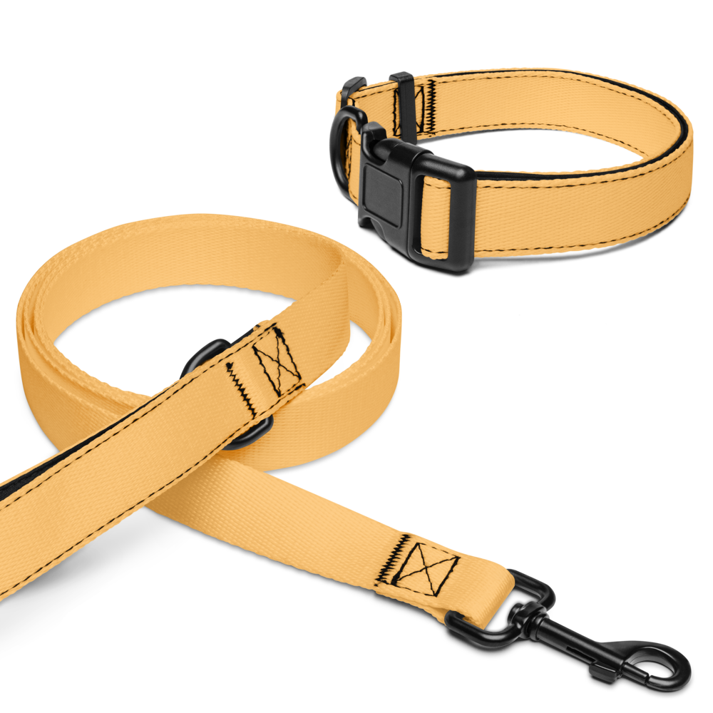 Pet collar & leash