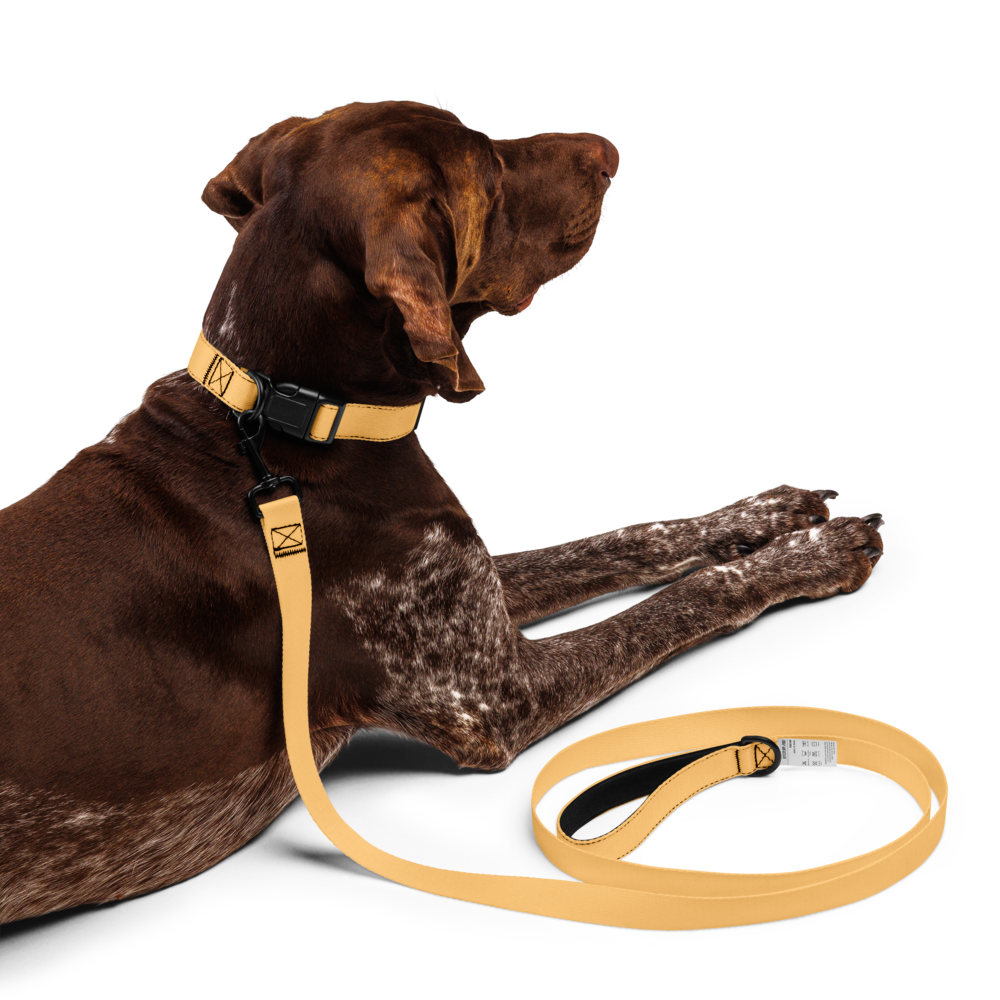 Pet collar & leash