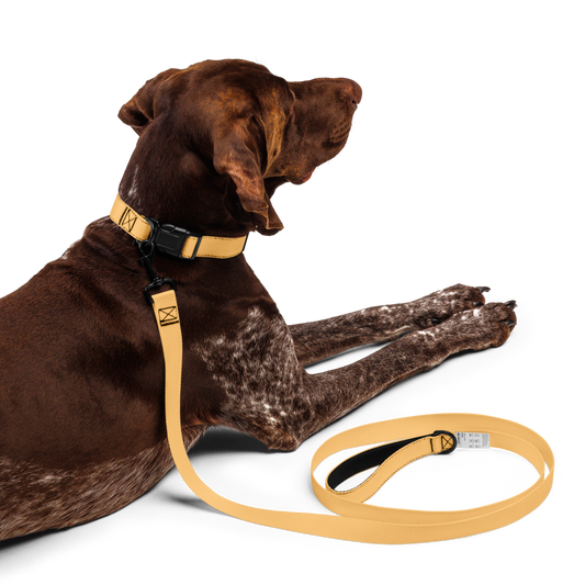 Pet collar & leash