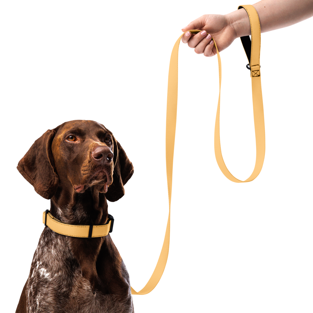 Pet collar & leash