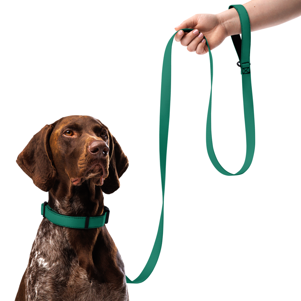 Pet collar & leash
