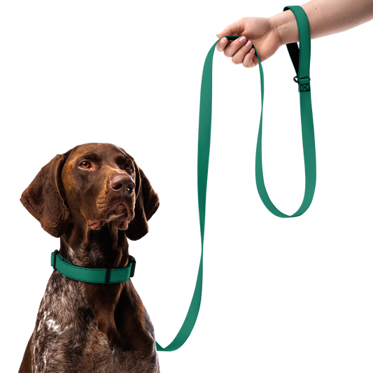 Pet collar & leash