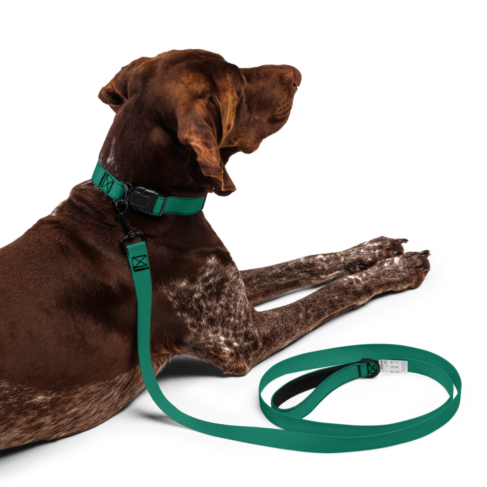 Pet collar & leash