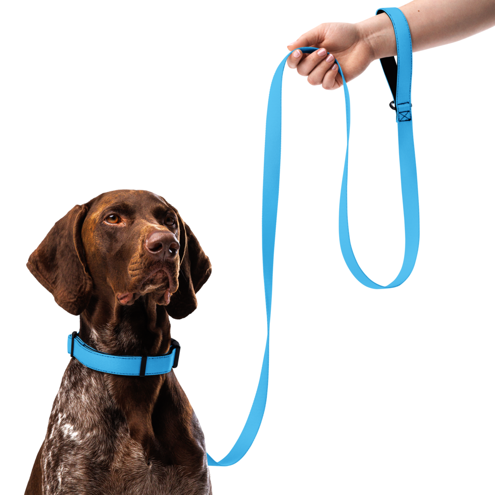 Pet collar & leash