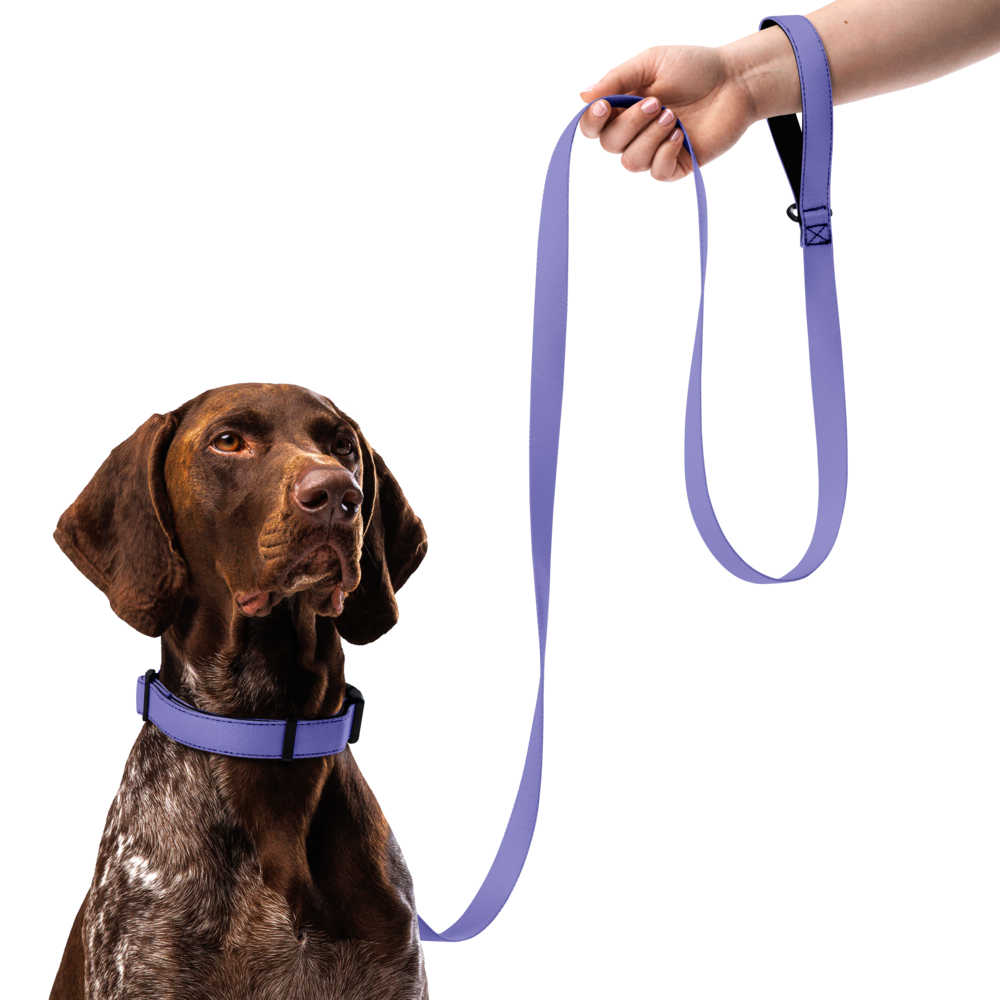 Pet collar & leash
