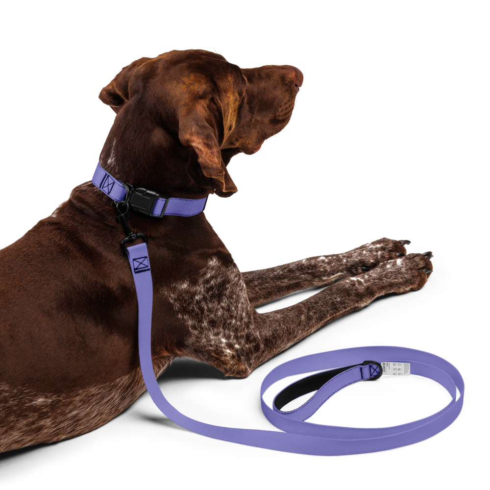Pet collar & leash
