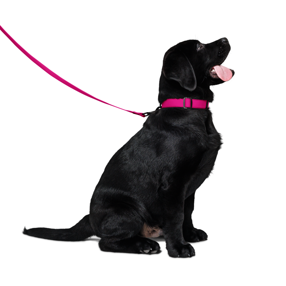 Pet collar & leash
