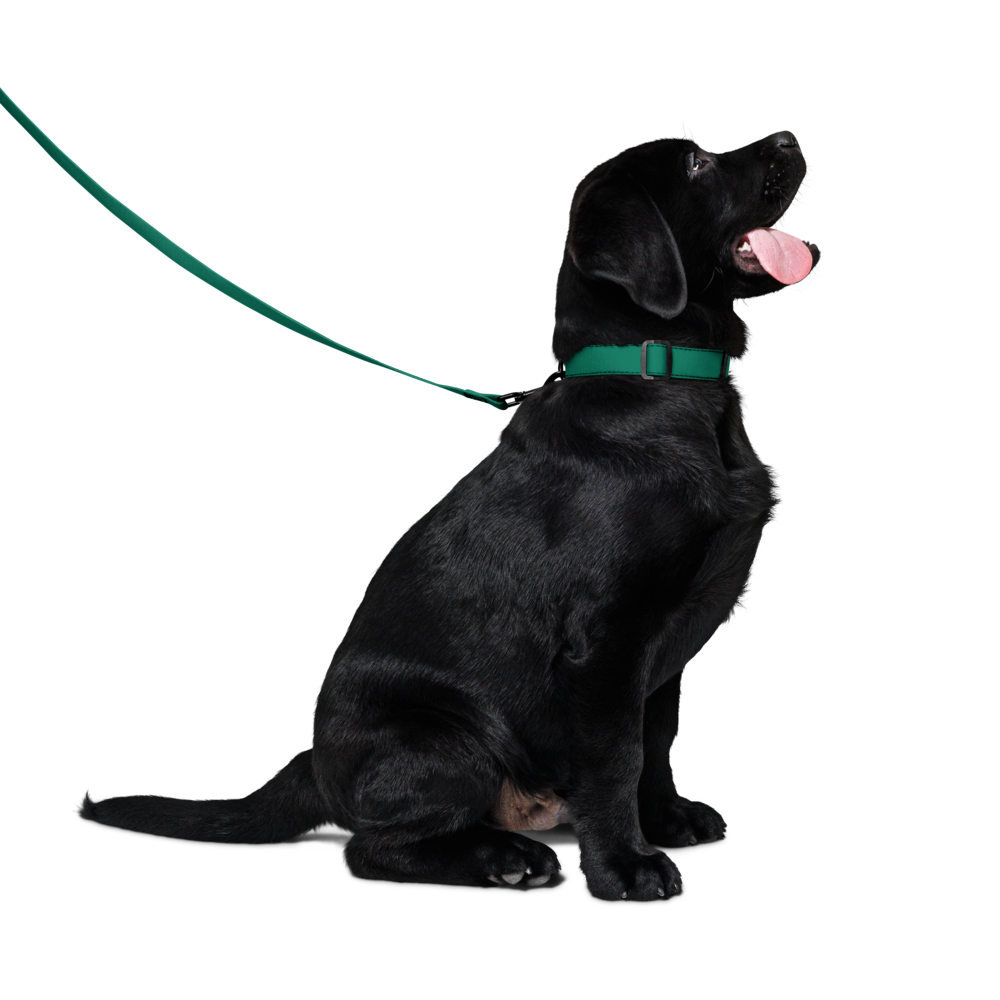 Pet collar & leash