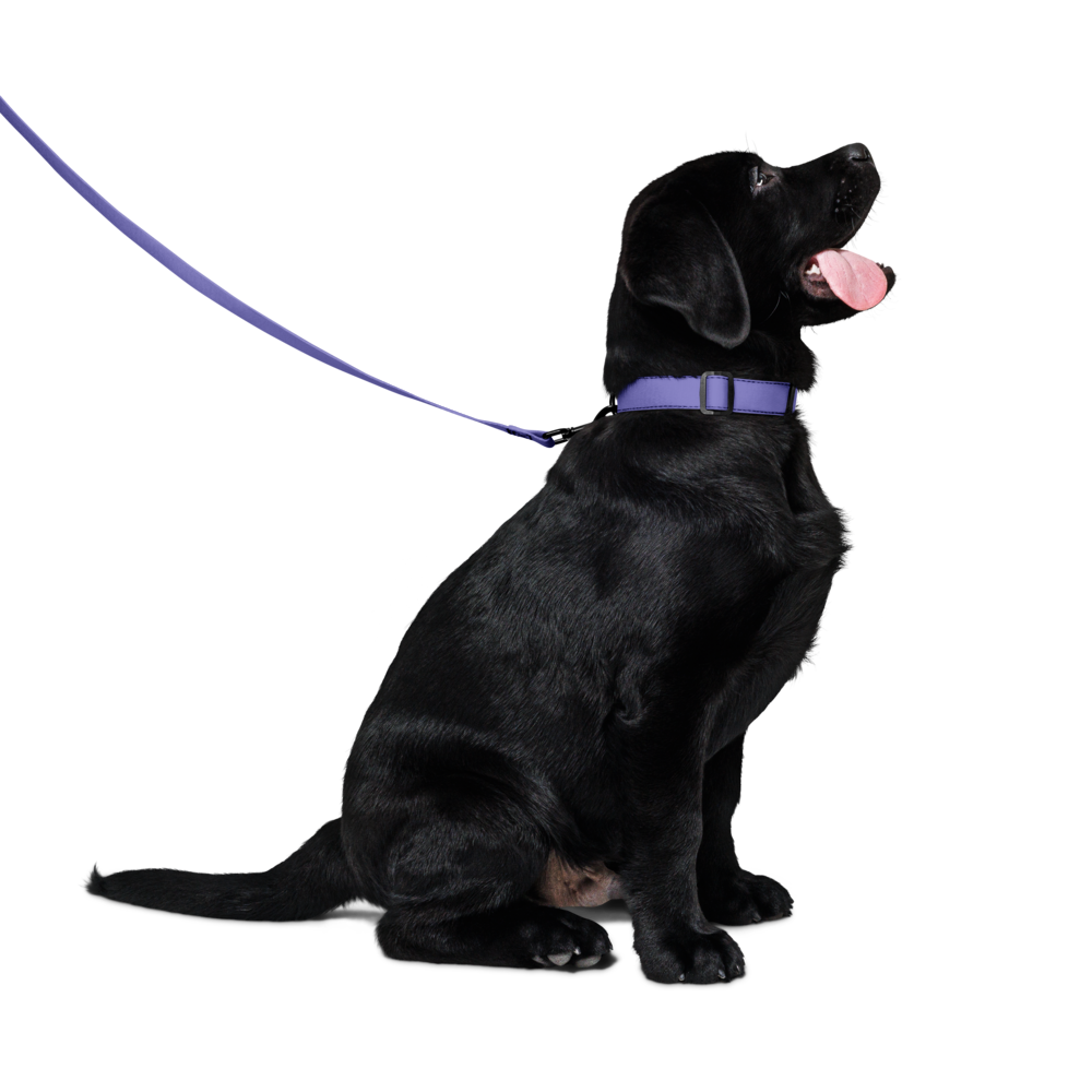 Pet collar & leash